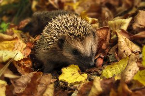 Der Igel im Garten